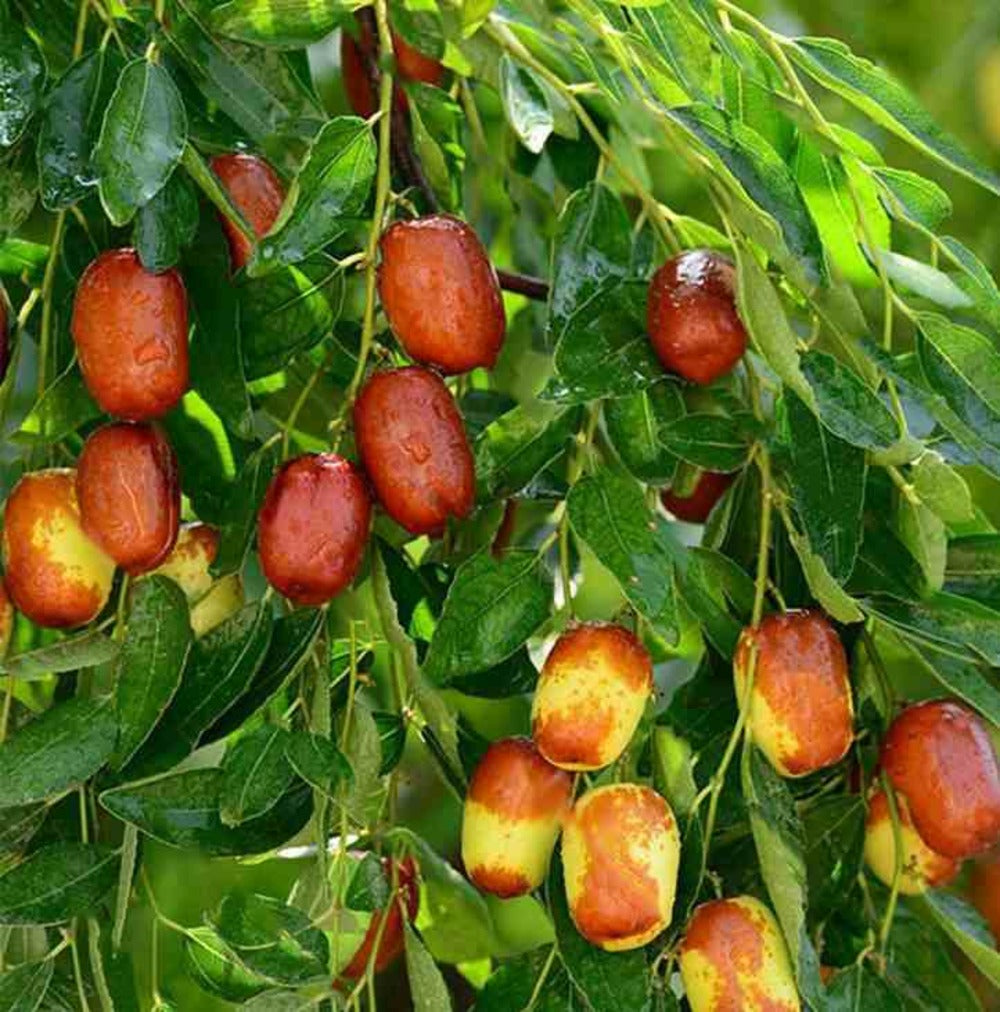 Zizyphus Jujuba (jujubier, Datte Chinoise) Pot De 3 Litres - 80/100 Cm