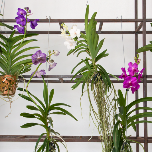 Orchidée - Vanda 'tayanee White' - Hauteur 45-55cm