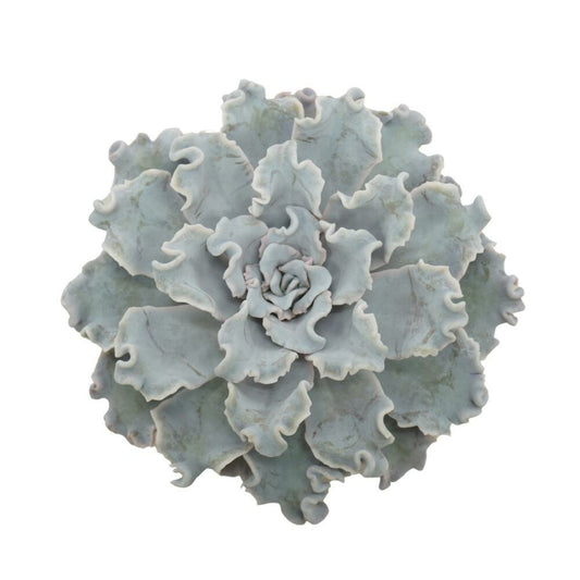 Echeveria Crispy Beauty Succulente Facile D'entretien Pot 12cm