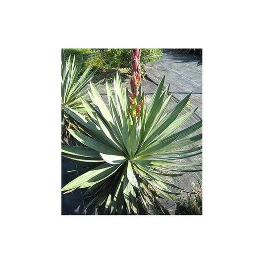 Yucca Gloriosa (dague Espagnole) Pot De 8 Litres ? 60/80 Cm