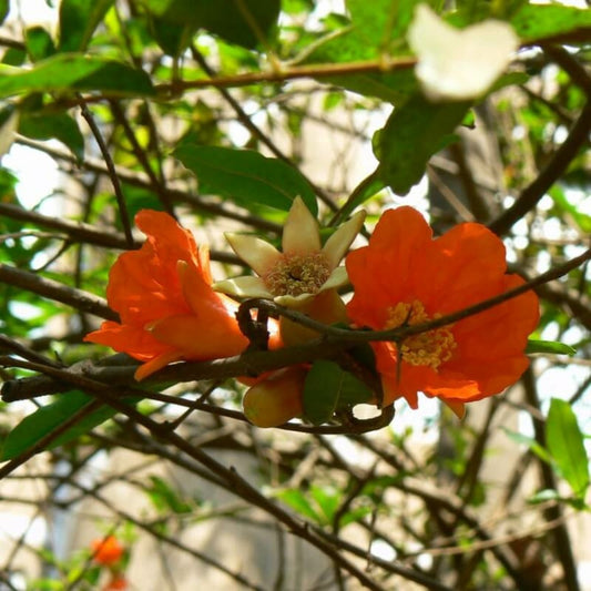 Grenadier Nain (punica Granatum 'chico')