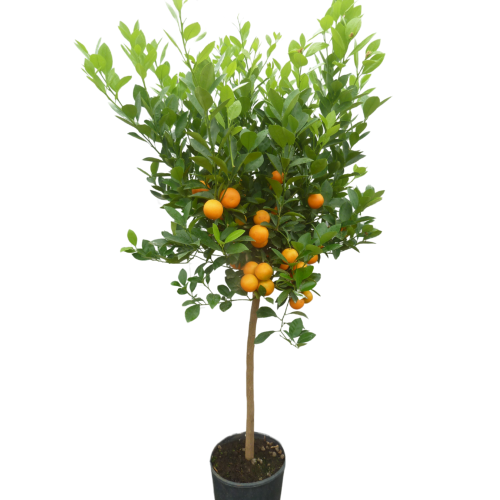 Calamondin | Citrus Madurensis - Pot De 9 Litres, Hauteur 80/100 Cm