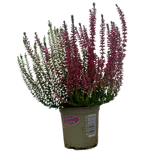 Bruyere Calluna Bicolore Garden Girls P10cm