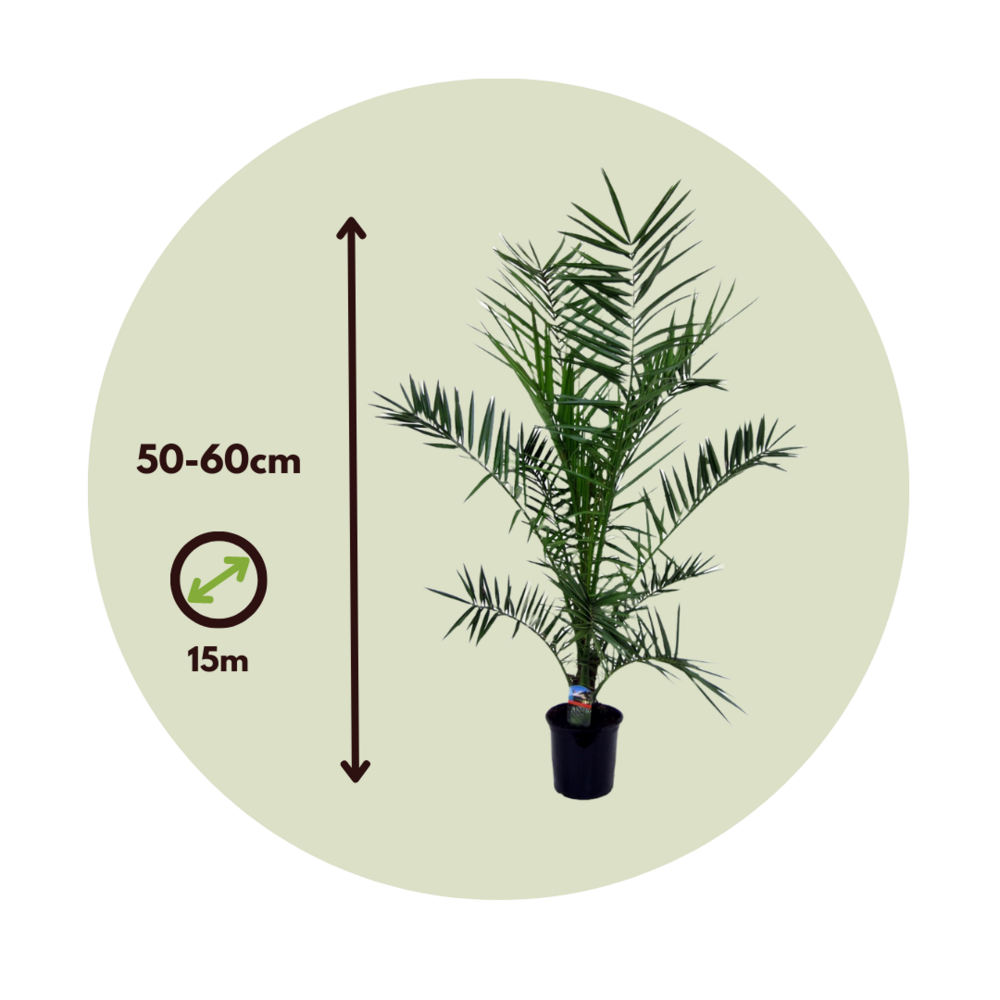 Palmier Dattier Des Canaries - Phoenix Canariensis - Hauteur 50-60cm - ⌀15cm