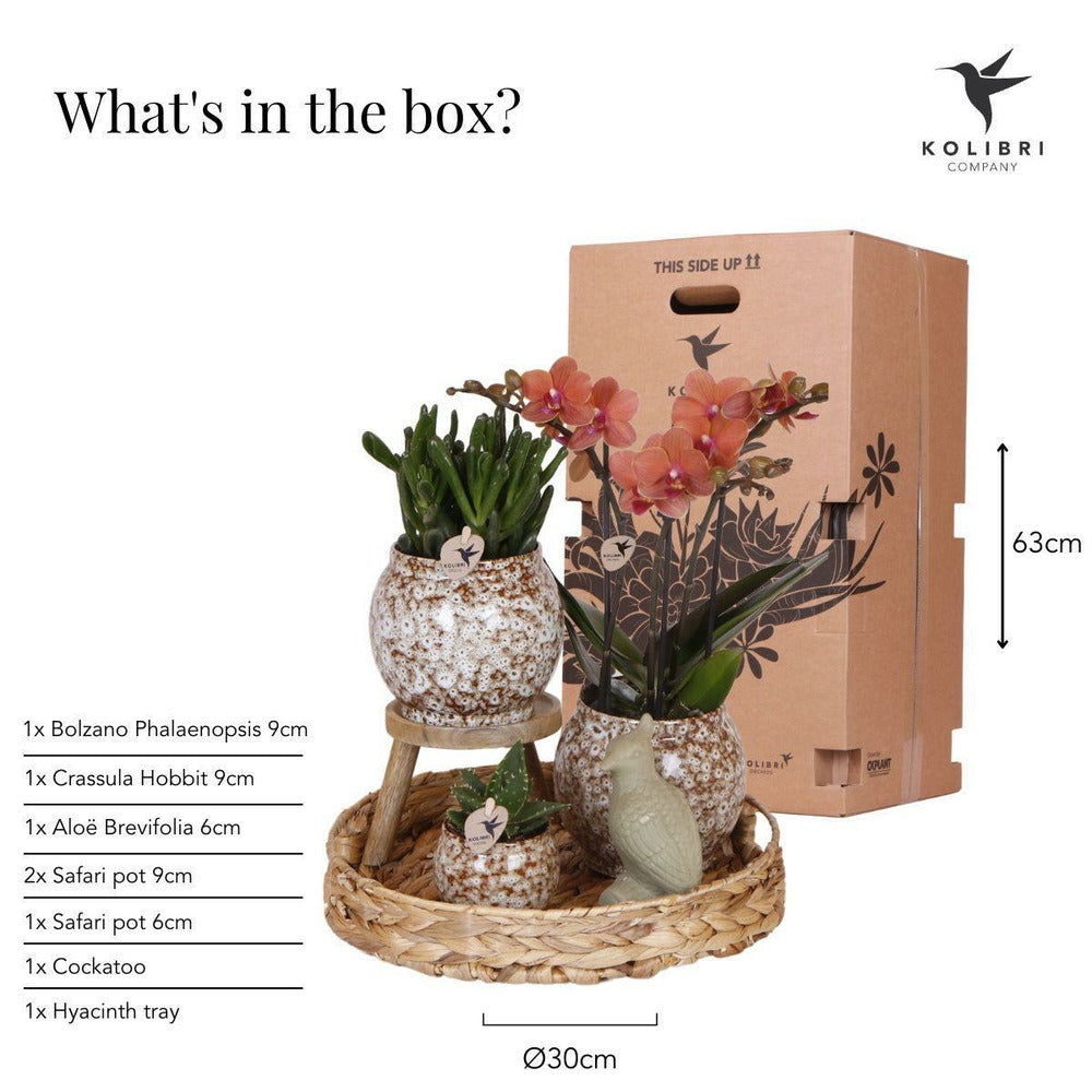Coffret Untamed Nature : Orchidée Phalaenopsis Et Plantes Succulentes