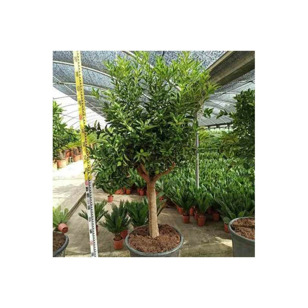 Citrus Kumquat Agrumes (fortunella Margarita) Pot De 65l - 125/150cm -18/20 Péri
