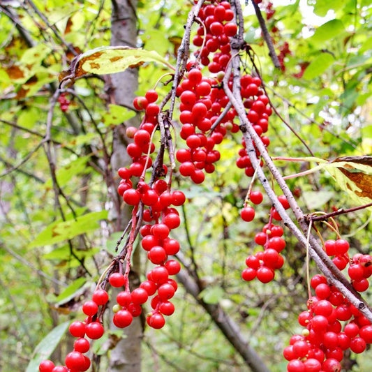 Fruit De La Vitalité - Le Pot / 2l / Hauteur Livrée 40-50cm