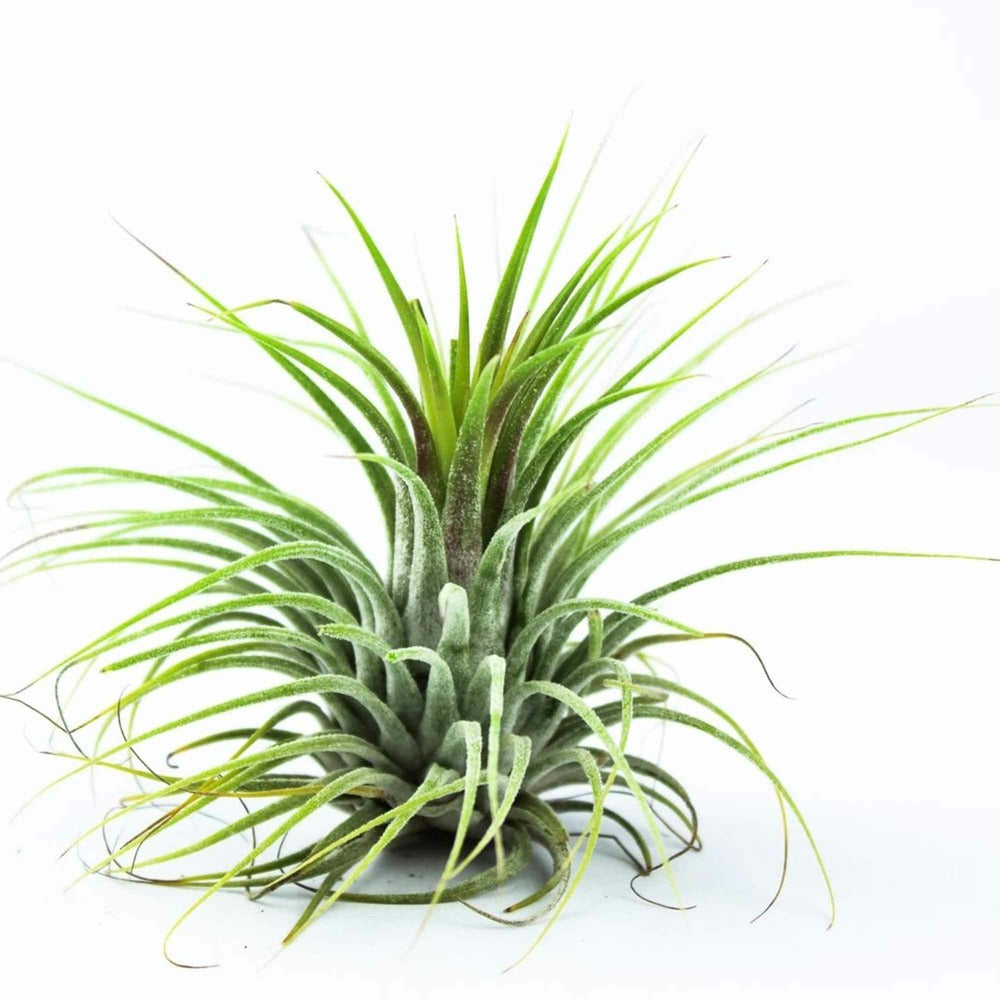 Tillandsia Ionantha Druid - Le Pot