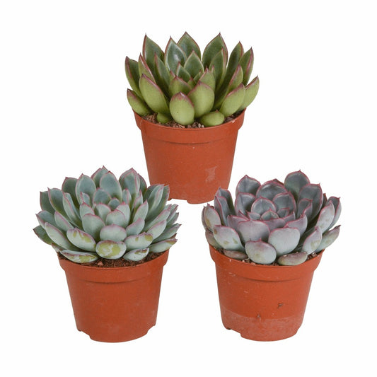 Echeveria, Box De 3 Plantes, H15cm