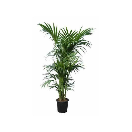 Howea Forsteriana (kentia) Pot De 25l - 200-225cm