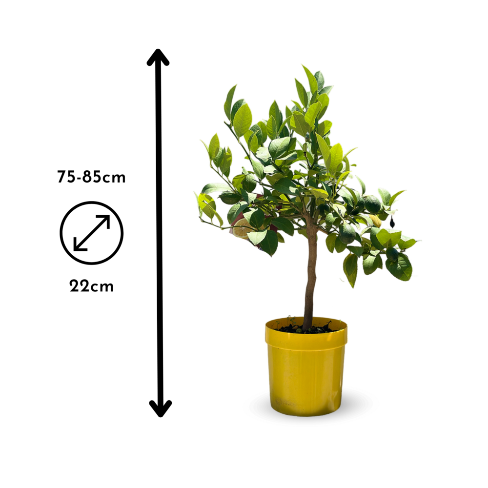 Citronnier Meyer - Citrus Meyer - Agrume Méditerranéen - Arbre Fruitier - ↕ 75-85 Cm - ⌀ 22 Cm