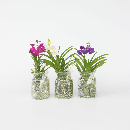Orchidée - Vanda 'blue' - Hauteur 40-50cm - ⌀14cm