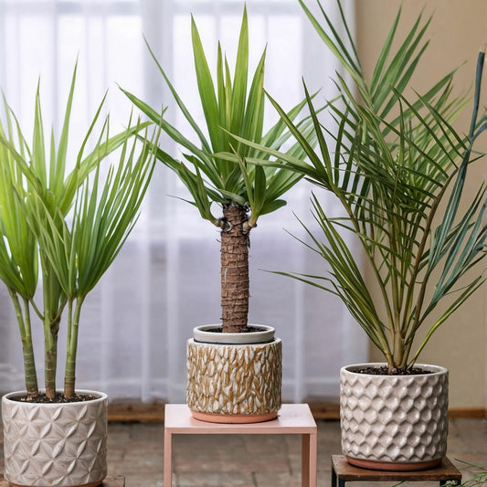 Mélange De Palmiers D'intérieur - Set De 3 - Pokon - Hauteur 50-70cm - ⌀14cm