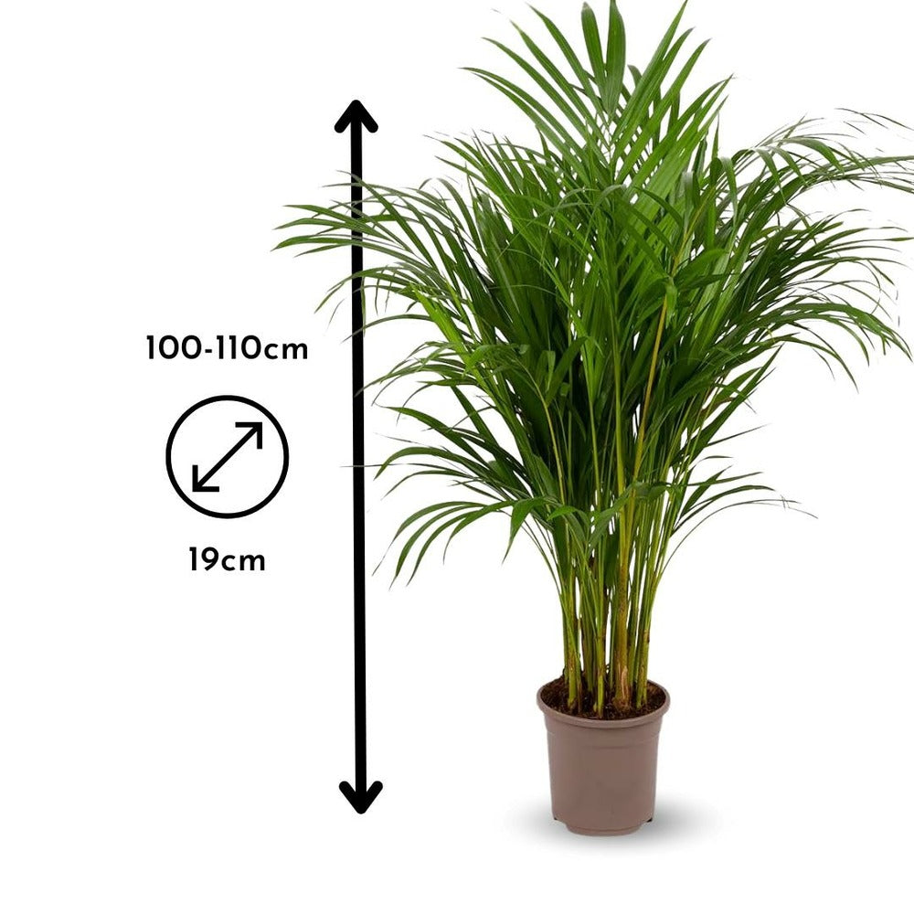 Areca - Dypsis Lutescens - Palmier D'intérieur - ↕ 100-110 Cm - ⌀ 19 Cm - Purificateur D'air