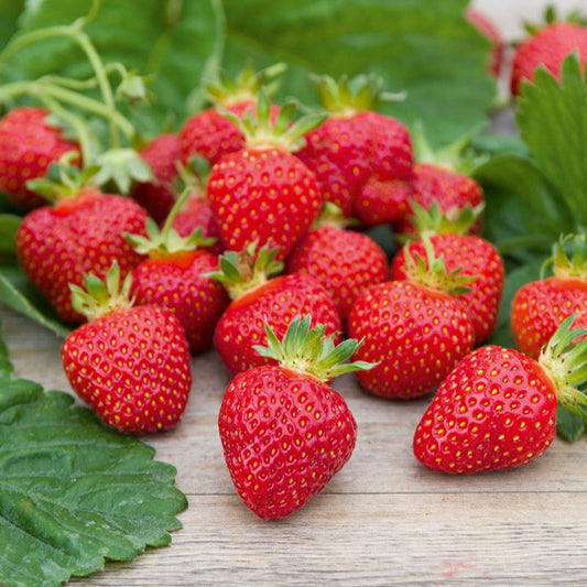 Fraisier Rubis Des Jardins - Le Paquet De 20 Plants En Racines Nues