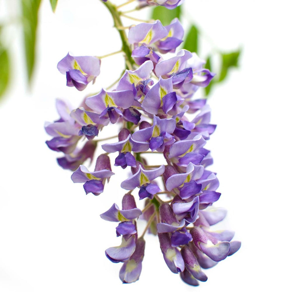 Lot De 2 - Wisteria Sinensis 'prolific' - Glycine Bleue - 50-70 Cm De Haut - Pot 15 Cm