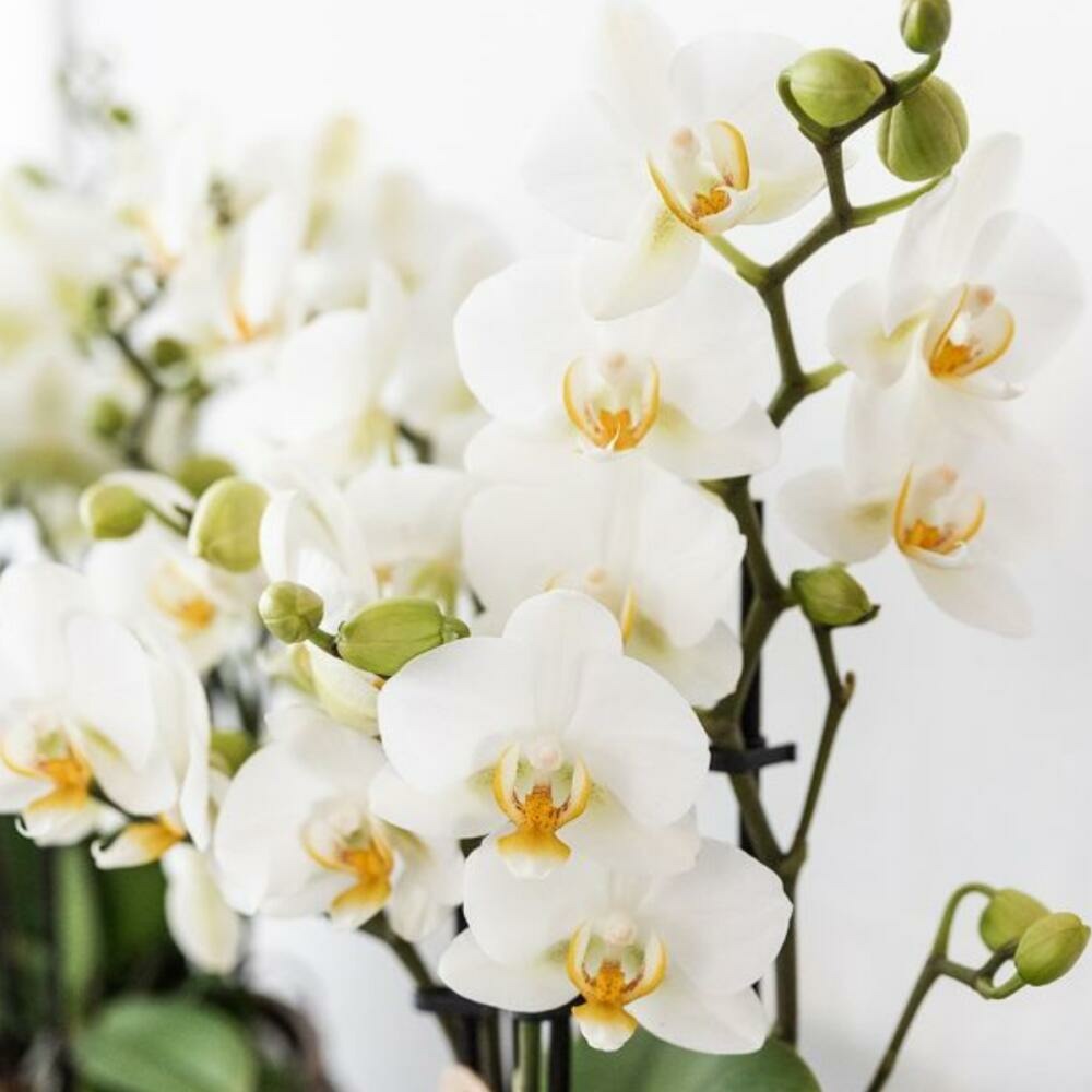Kolibri Company Set Star Fish Small Phalaenopsis Blanc Orchidée Lausanne Et Succulente Y Compris Pots Décoratifs En Céramique