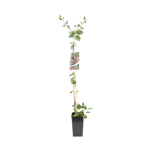 2 X Chèvrefeuille Du Japon - Lonicera Periclymenum 'belgica Select' - 50-60 Cm Pot