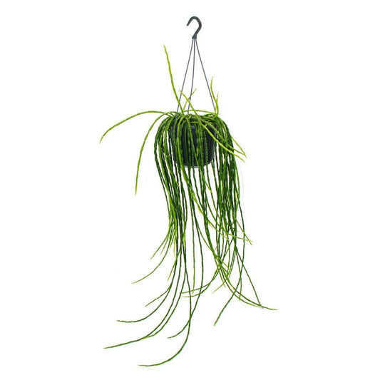 Urban Jungle Elegance - Ambre De Cactus Moderne Avec Une Superbe Structure De Feuilles - Rhipsalis Paradoxa - 15cm
