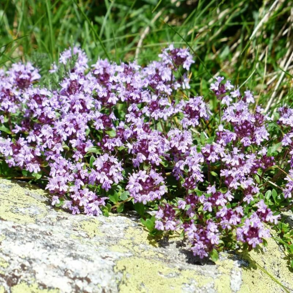 Thym (thymus Officinalis)