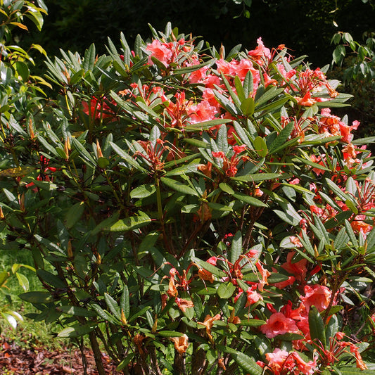 Rhodo 'tortoiseshell Orange' - Rhodo 'tortoiseshell Orange' - 40-50 Cm Pot