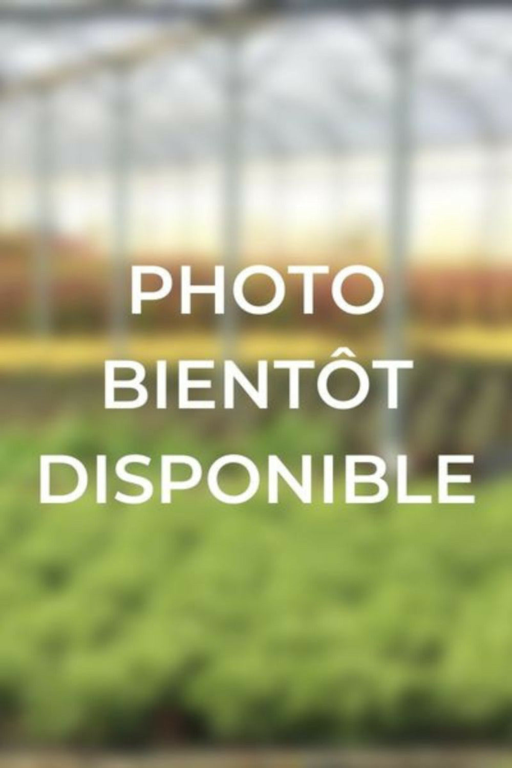 Rosier 'christophe Colomb ?' - En Pot De 5 Litres