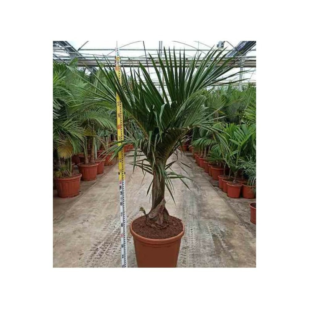 Hyophorbe Verschaffeltii ( Palmiste Marron, Palmier Bouteille) Spécimen Pot De 80l - 150/175cm