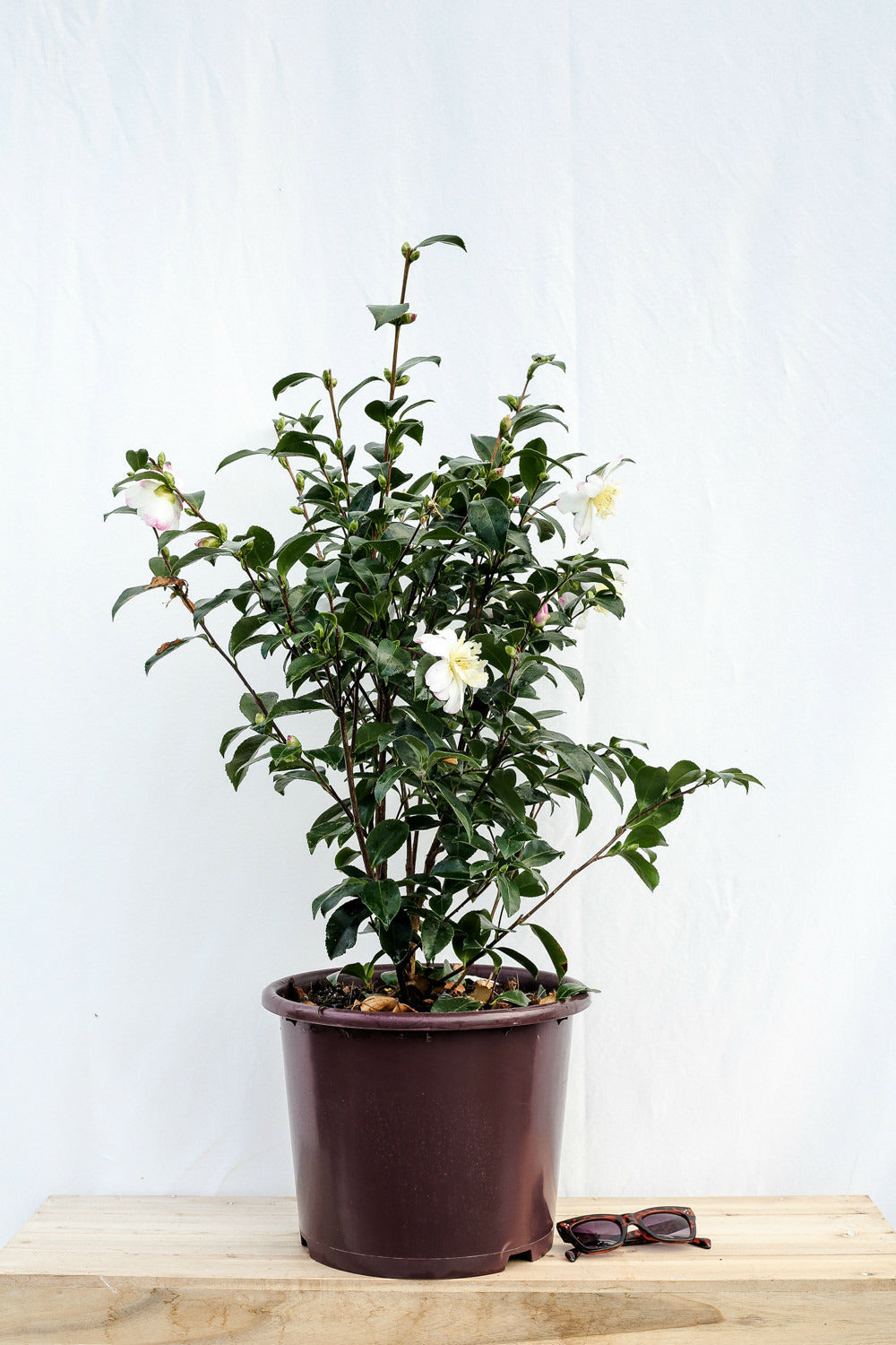 Camélia 'vanessa' - En Pot De 4 Litres