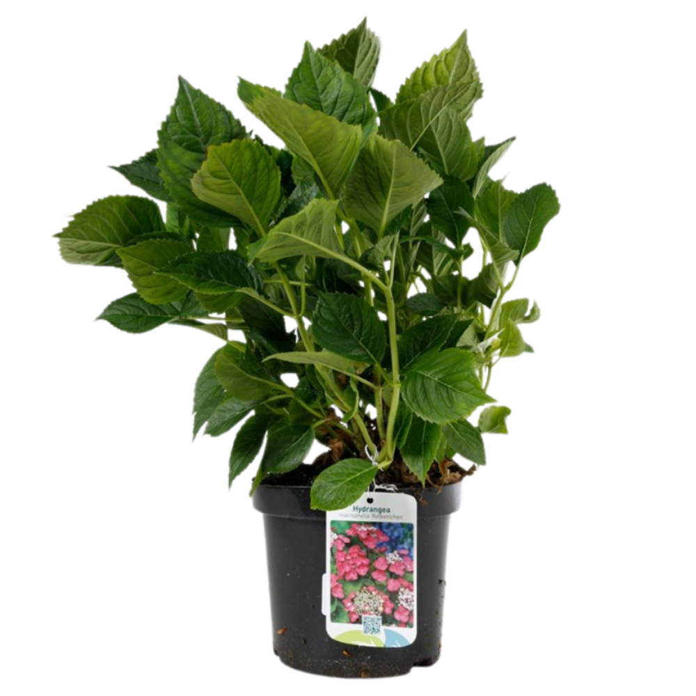 Hortensia Macrophylla Teller Rouge - Hydrangea Macrophylla Teller Rouge Pot 3l