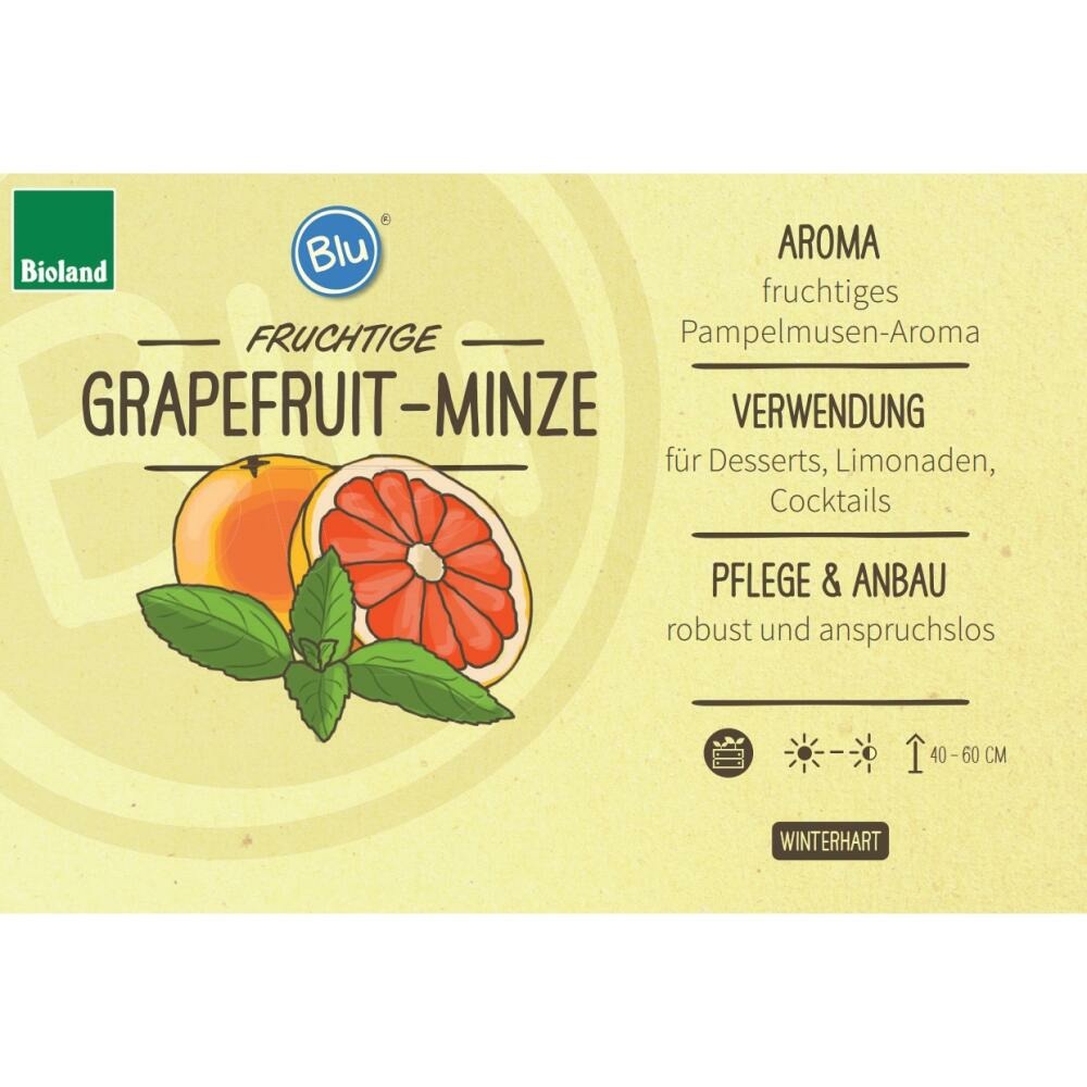Menthe Pamplemousse En Qualité Bio - Mentha Suaveolens X Piperita - Plante Aromatique En Pot De 12cm