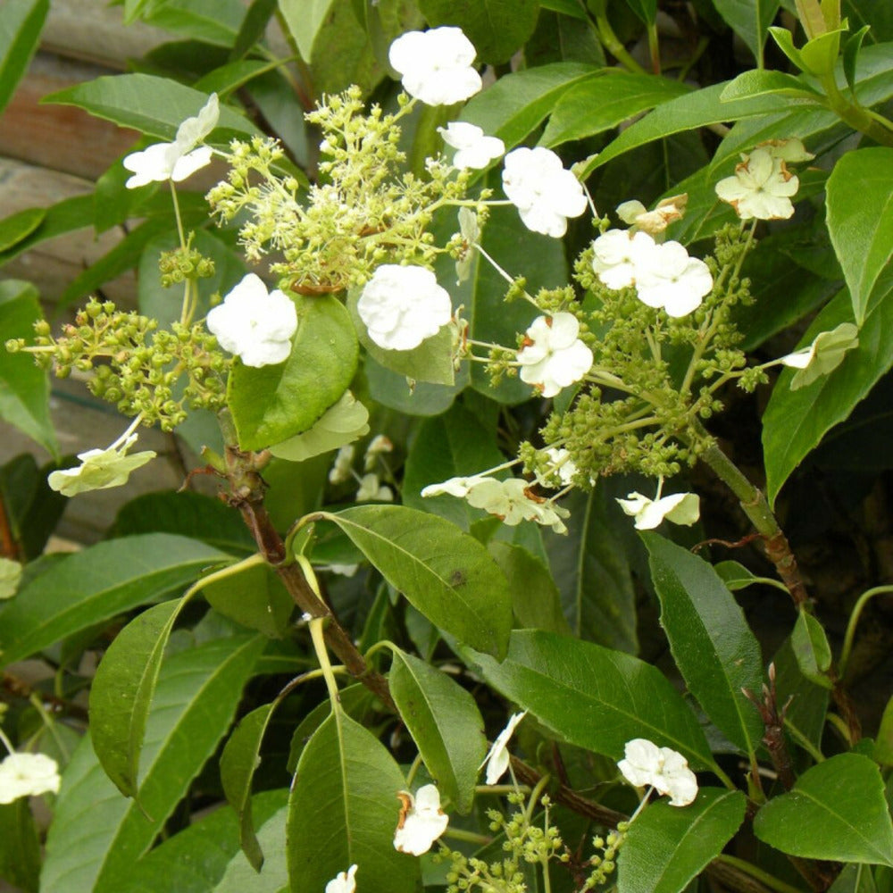  Hortensia Grimpant Seemanii/[-]pot De 3l - Echelle Bambou 60/120 Cm