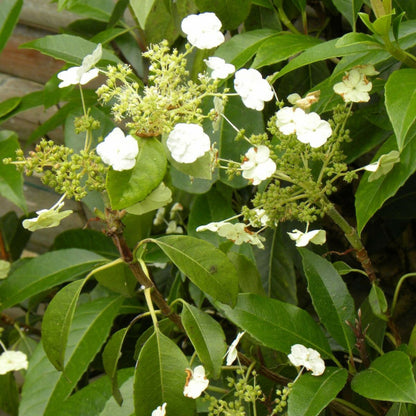 Hortensia Grimpant Seemanii/[-]pot De 3l - Echelle Bambou 60/120 Cm