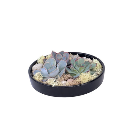  Mélange De Jardin Noir - Echeveria Lilacina - Hauteur 8cm