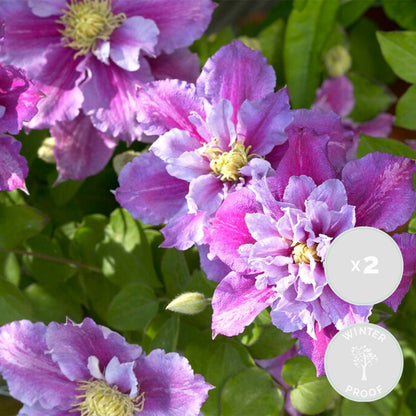  Lot De 2 - Clematis 'piilu' - Clématite à Grandes Fleurs - 50-70 Cm De Haut - Pot 15 Cm