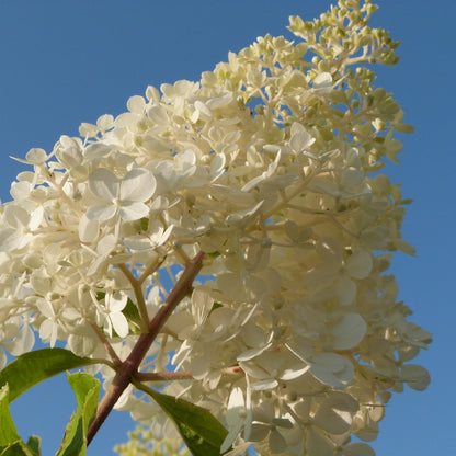  Hortensia - Set De 3 - Hortensia Paniculata - Hauteur 25-35cm - ⌀9cm