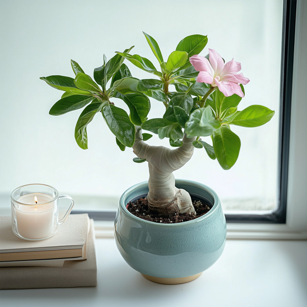  Rose Du Désert - Set De 4 - Adenium Obesum - Hauteur 25-40cm - ⌀10,5cm