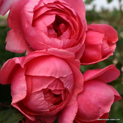  Kordes Parfuma® Rosier - Rosa 'garten Princess Marie José'®