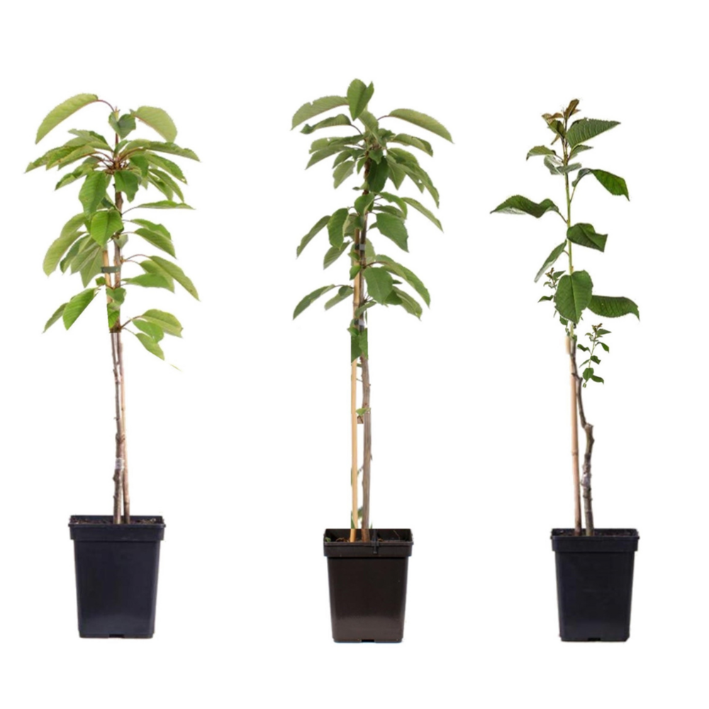  Pommier - Set De 3 - Malus - Hauteur 60-70cm - ⌀9cm