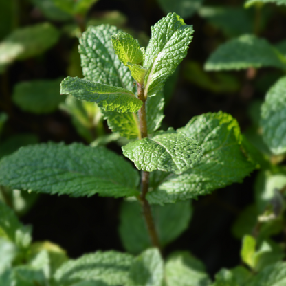  Plant Menthe Marocaine Pot De 1,5l
