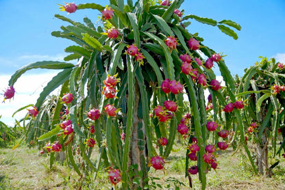  Pitaya Hylocereus Undatus (ou Fruit Du Dragon) - 45/65 Cm