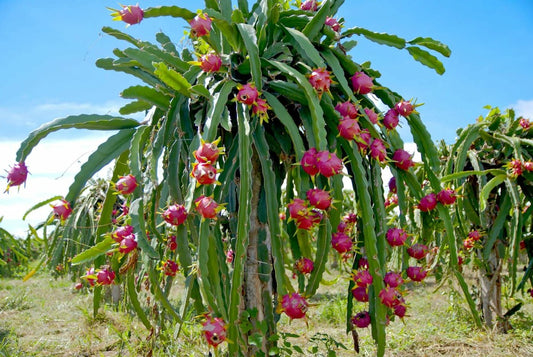  Pitaya Hylocereus Undatus (ou Fruit Du Dragon) - 45/65 Cm