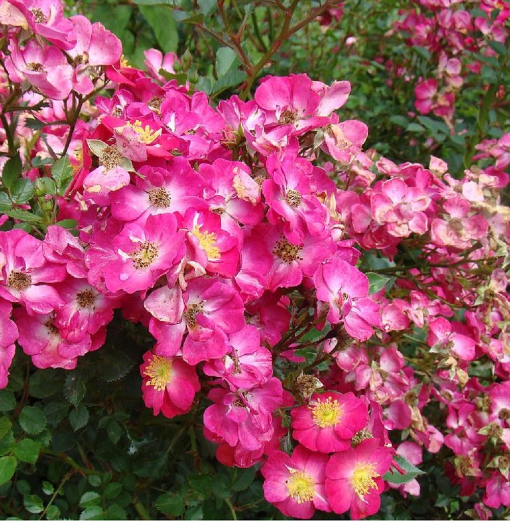  Kordes Nectar Rosier - Rosa 'lupo'®
