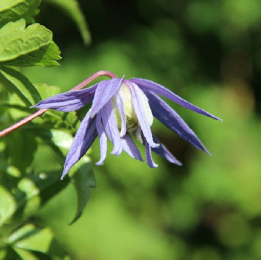  2 X Clématite 'frances Rivis' - Clematis Alpina 'frances Rivis' - 50-60 Cm Pot