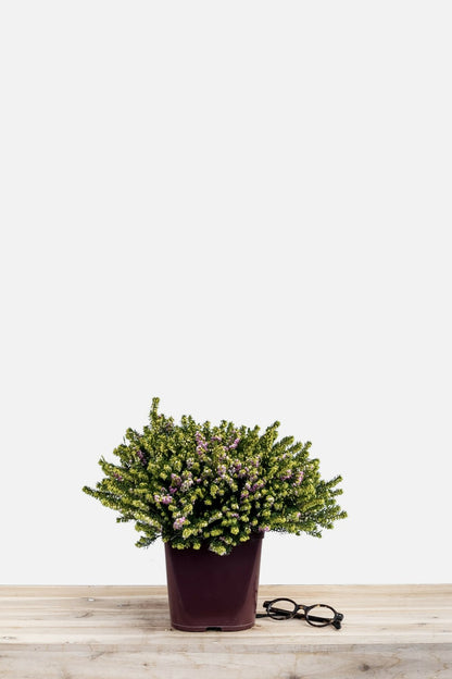  Bruyère D'hiver 'darley Dale' - En Pot De 2 Litres