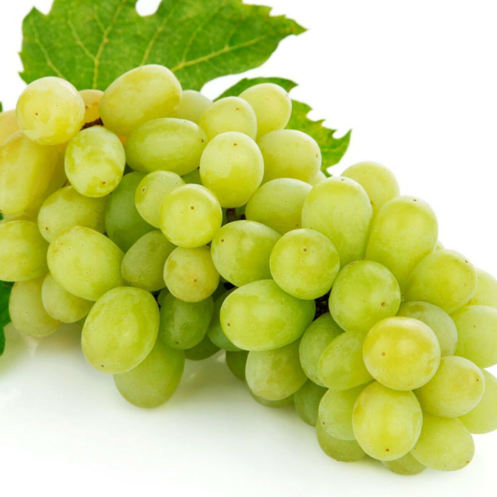  Vigne Vinifera Exalta/[-]pot De 3l - Echelle Bambou 60/120 Cm
