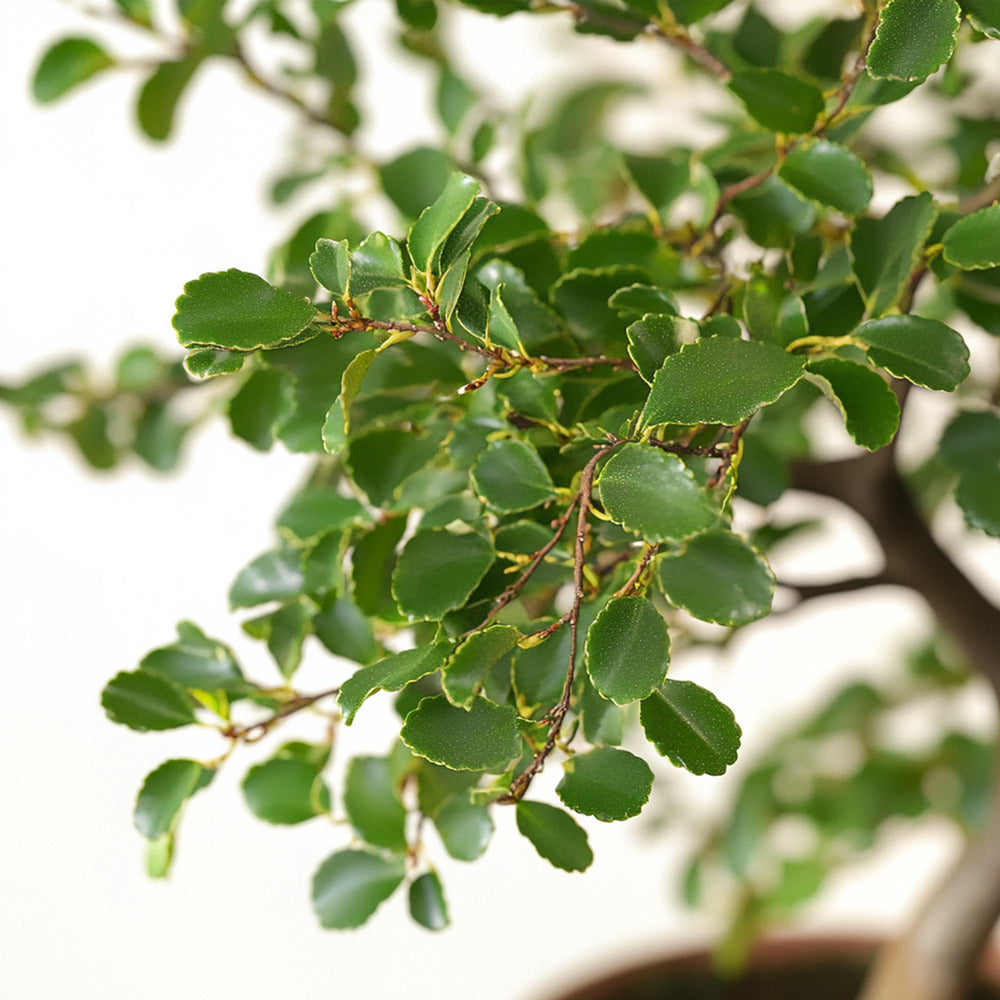  Bonsaï - Zelkova Serrata - Hauteur 20-30cm - ⌀20cm