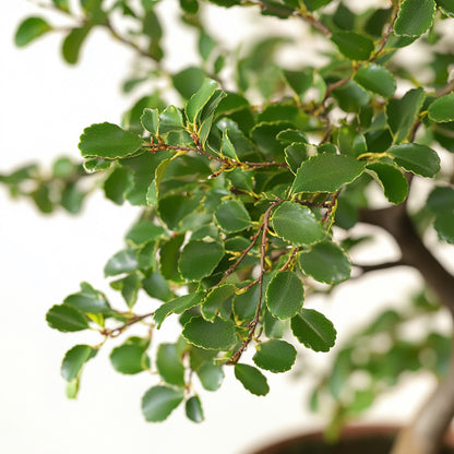  Bonsaï - Zelkova Serrata - Hauteur 20-30cm - ⌀20cm