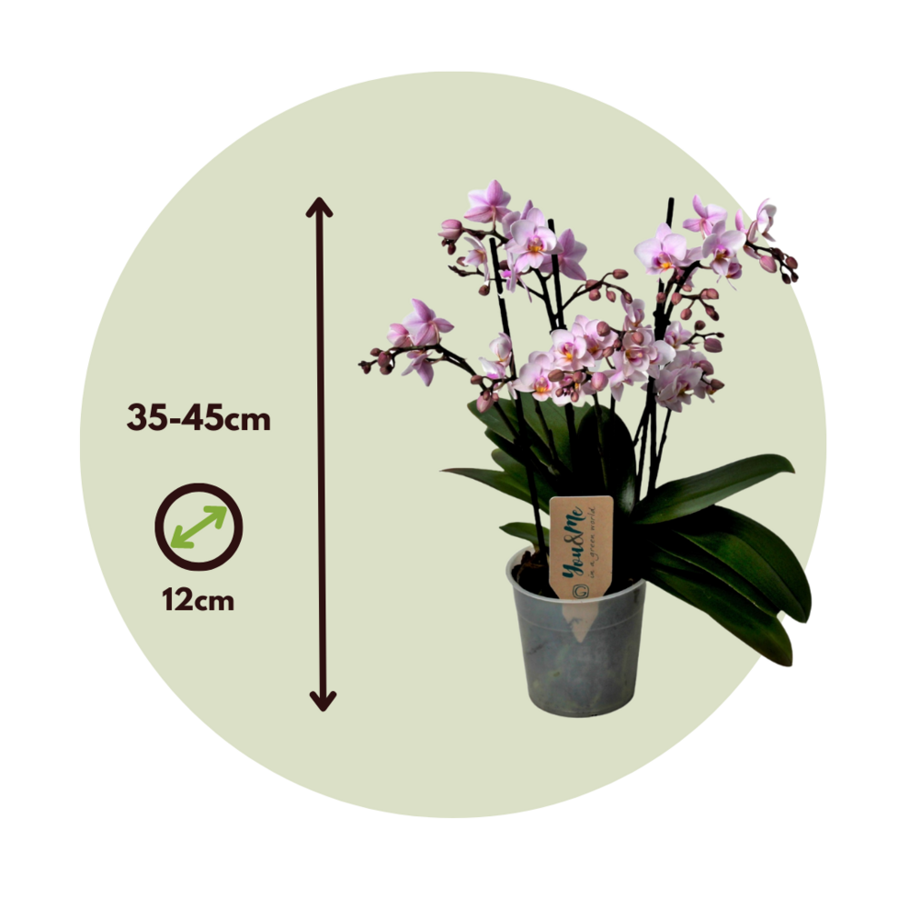  Orchidée Papillon - Phalaenopsis Multiflora - Hauteur 35-45cm - ⌀12cm