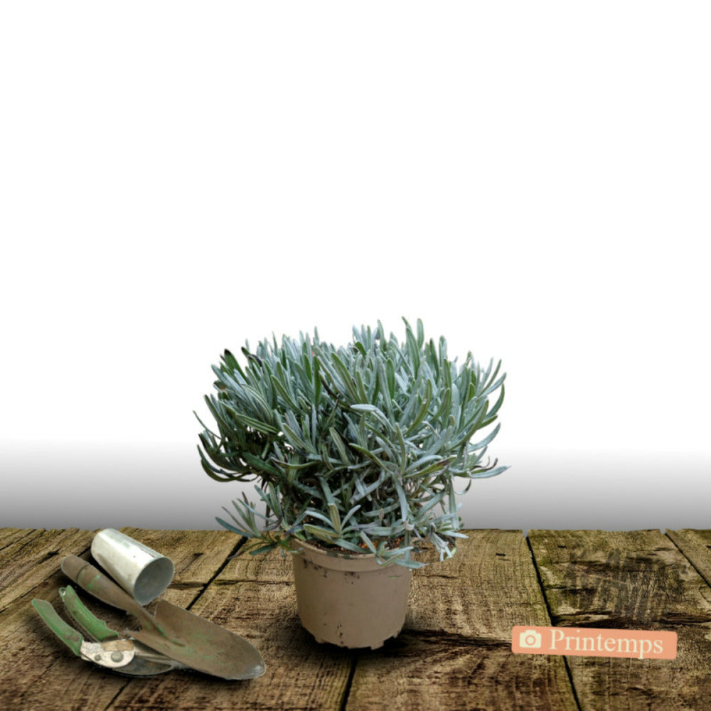  Lavande Edelweiss/[-]pot De 3l - 20/40 Cm