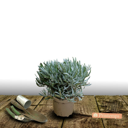  Lavande Edelweiss/[-]pot De 3l - 20/40 Cm